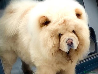 Chow Chow dogs in Cheltenham - Advert 3