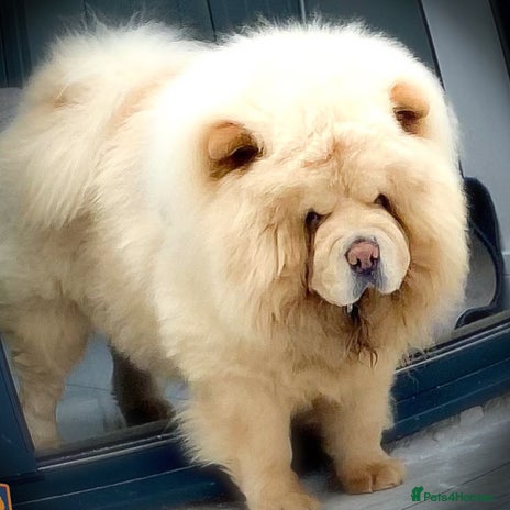 Chow Chow dogs in Cheltenham - Advert 1