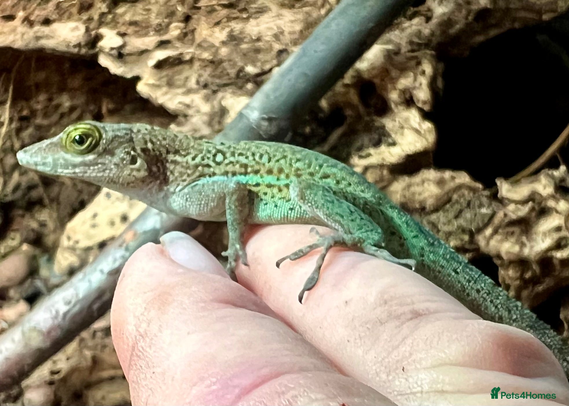 Anole reptiles Panther Anoles (Anolis Leachii) - Advert 1