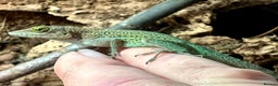 Anole reptiles for sale: Panther Anoles (Anolis Leachii) - Advert 1
