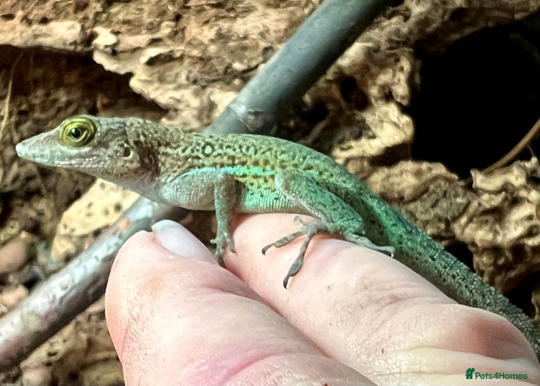 Anole reptiles for sale: Panther Anoles (Anolis Leachii) - Advert 1