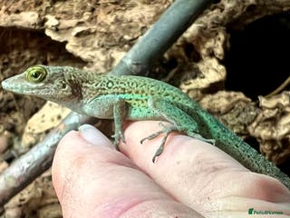 Anole reptiles Panther Anoles (Anolis Leachii) - Advert 1