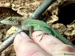 Anole reptiles Panther Anoles (Anolis Leachii) - Advert 18