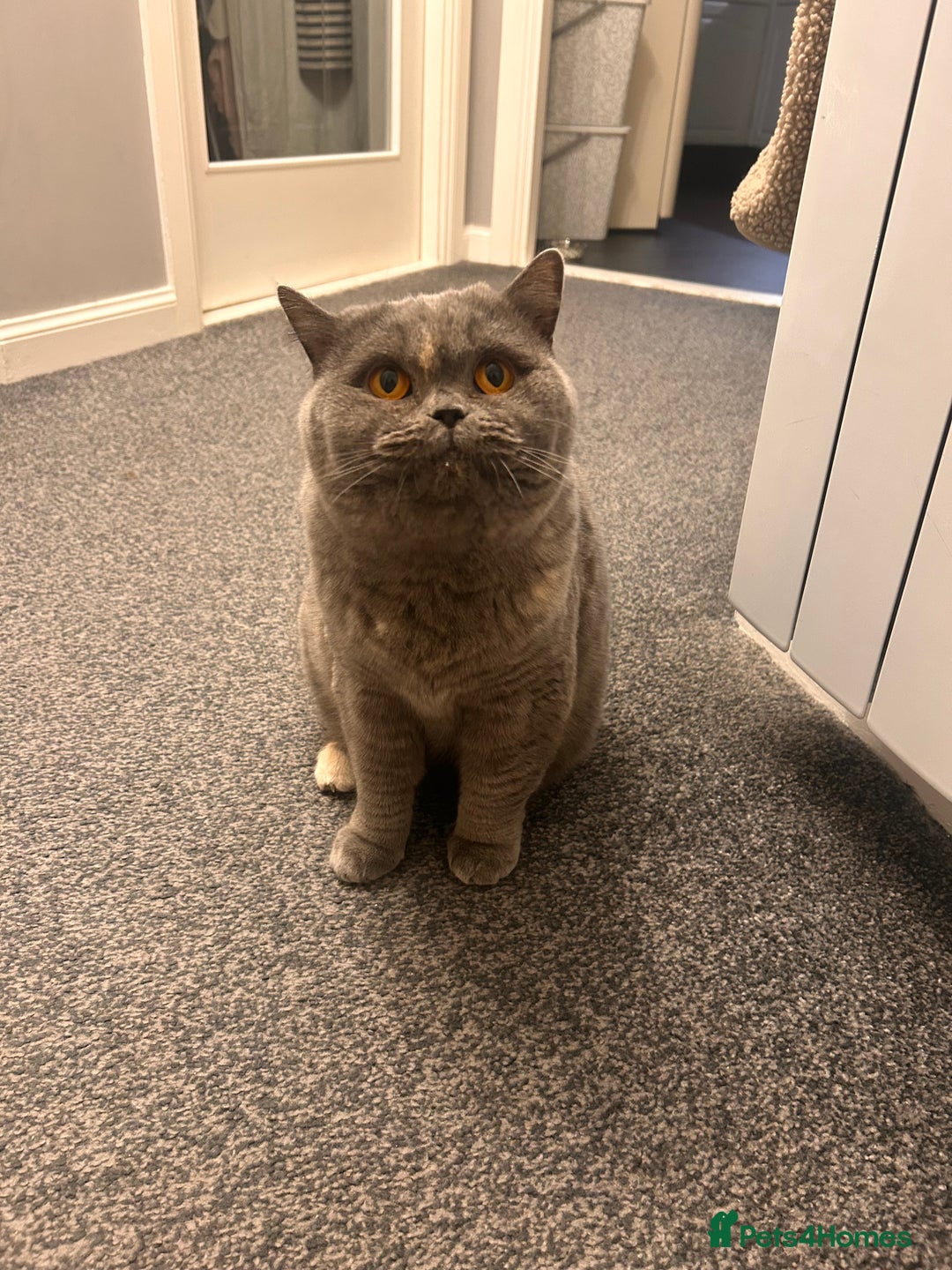 British Shorthair cats for sale: Beautiful girl bsh 2 y/o - Advert 6