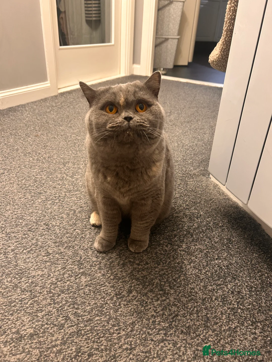 British Shorthair cats for sale: Beautiful girl bsh 2 y/o - Advert 6