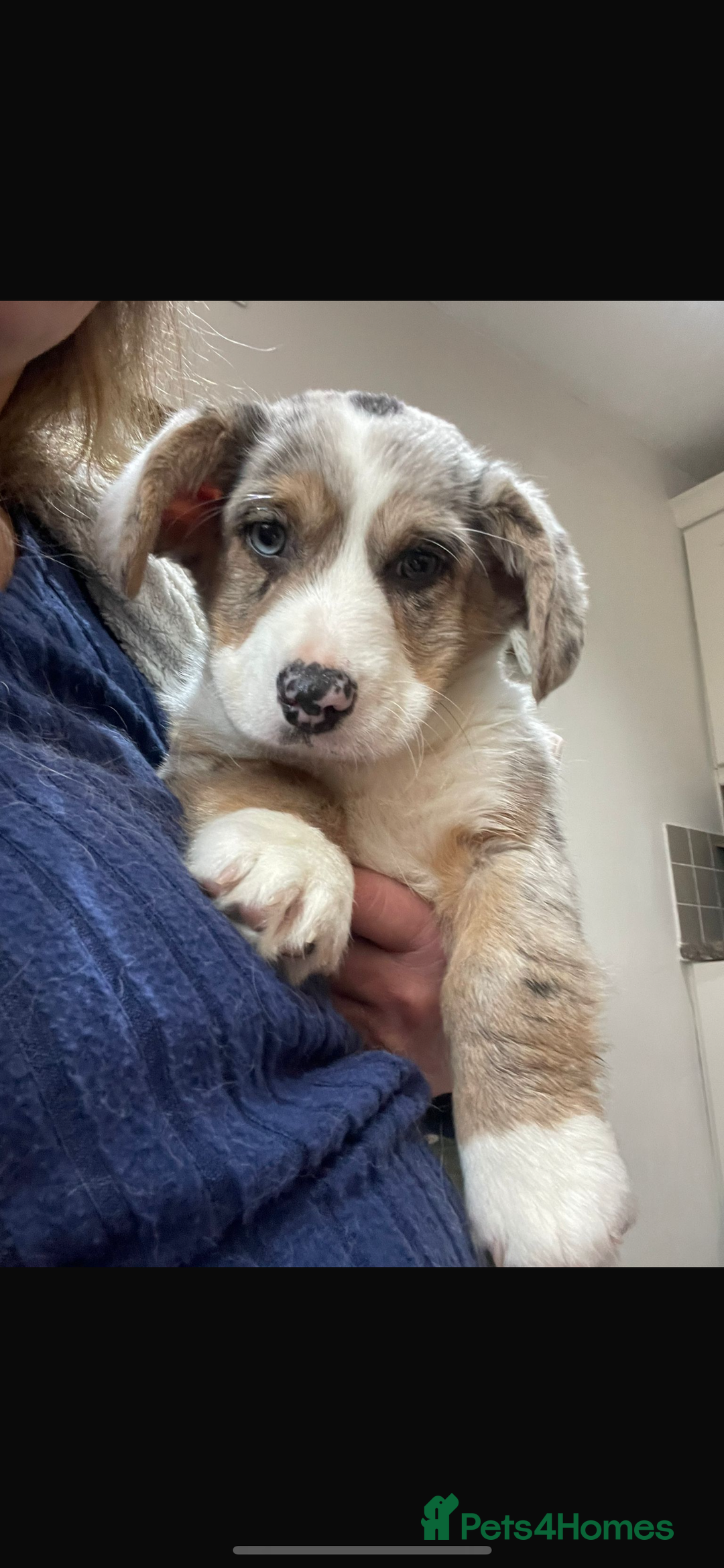 Welsh Corgi Cardigan dogs for sale: Beautiful Blue Cardigan Corgi Bitch  - Image 2