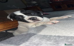 Mixed Breed dogs for sale: puppies are with mum and dad  - Image 3