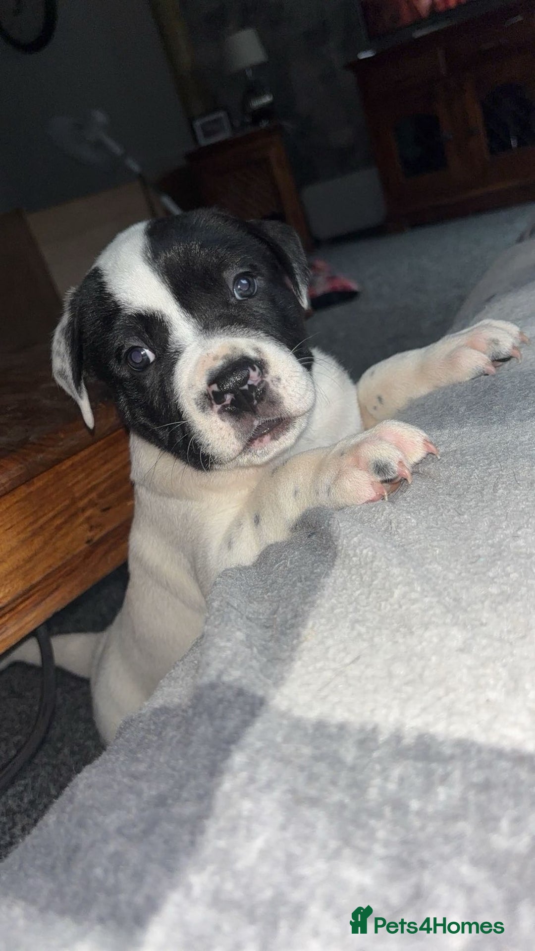 Mixed Breed dogs for sale: puppies are with mum and dad  - Image 3