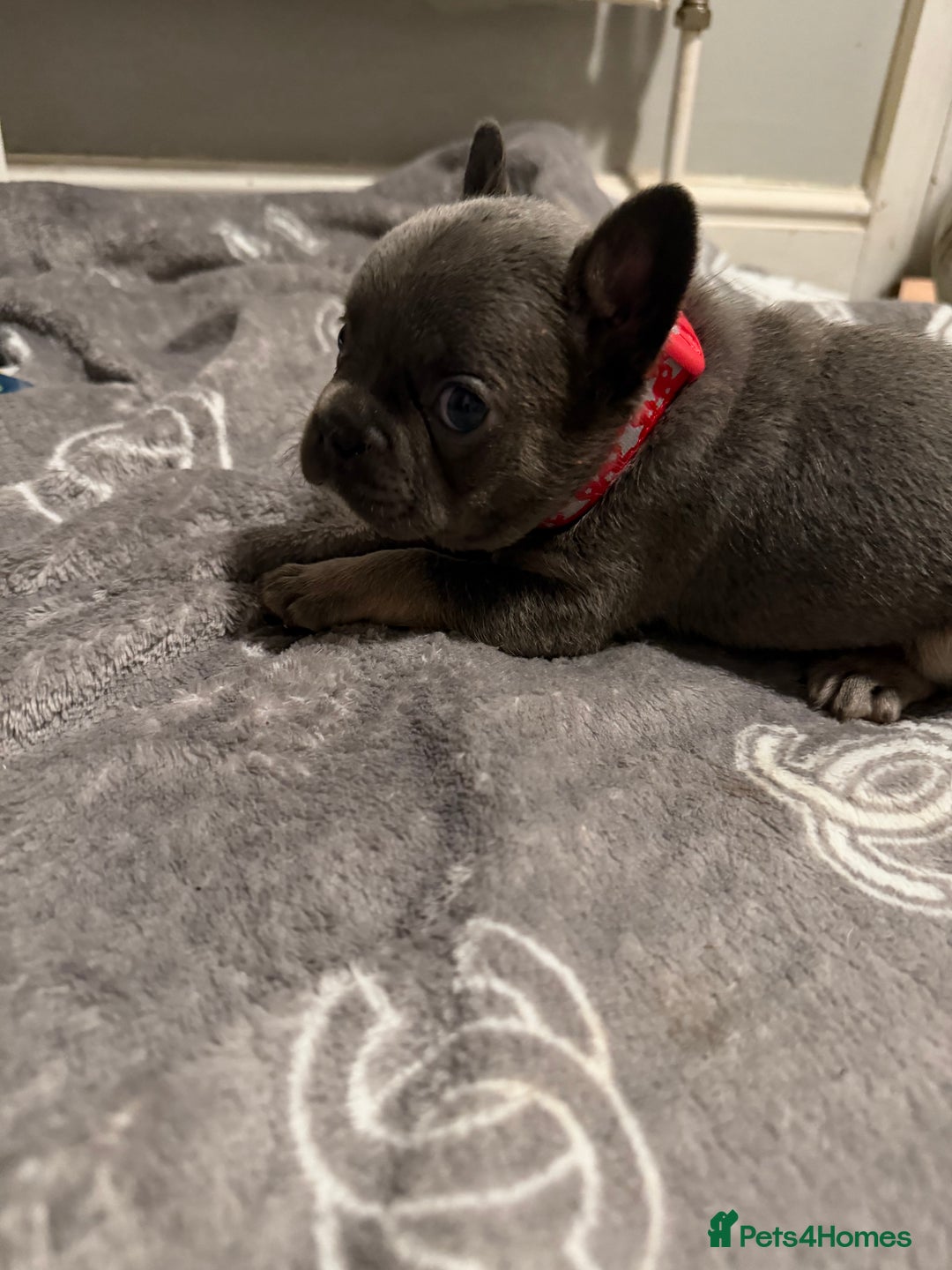 French Bulldog dogs for sale: French bulldog - Advert 9