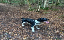 English Springer Spaniel dogs for stud: Stunning KC reg English Springer Spaniel  - Image 3
