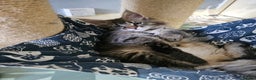 Maine Coon cats for sale: Pedigree Maine Coon kittens - Advert 2