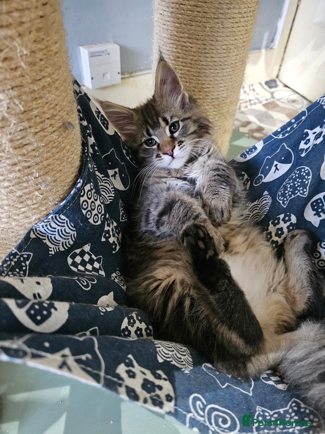 Maine Coon cats for sale: Pedigree Maine Coon kittens - Advert 2