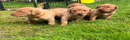 Labrador Retriever dogs for sale: KC fox red puppies - Advert 8