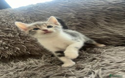 Bengal cats for sale: RUSSIAN BLUE BENGLES - Image 16