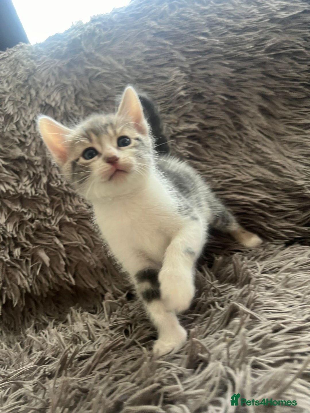 Bengal cats for sale: RUSSIAN BLUE BENGLES - Image 16