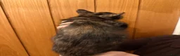 Maine Coon cats for sale: Four gorgeous Maine Coons left! - Advert 20
