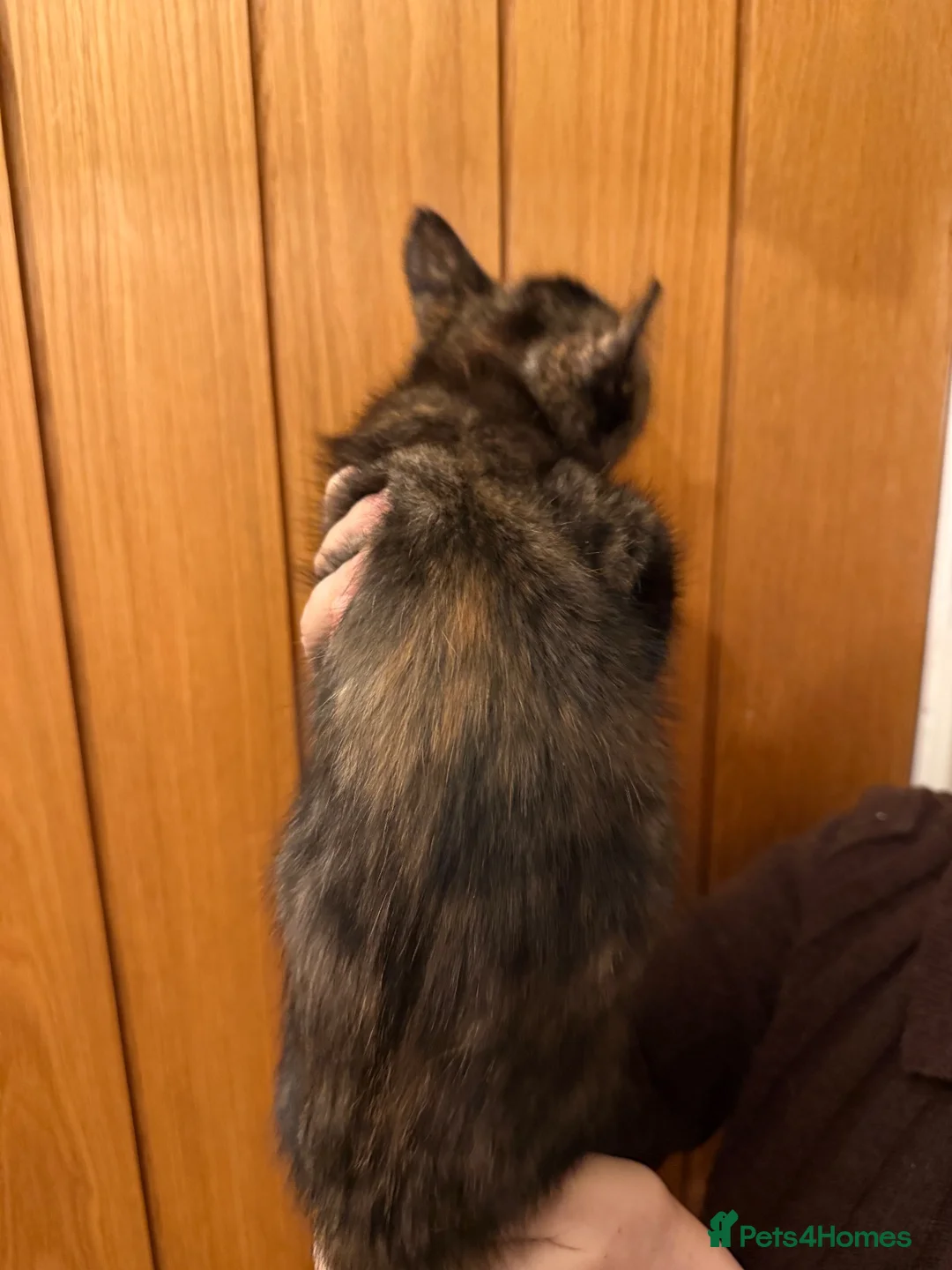 Maine Coon cats for sale: Four gorgeous Maine Coons left! - Advert 20
