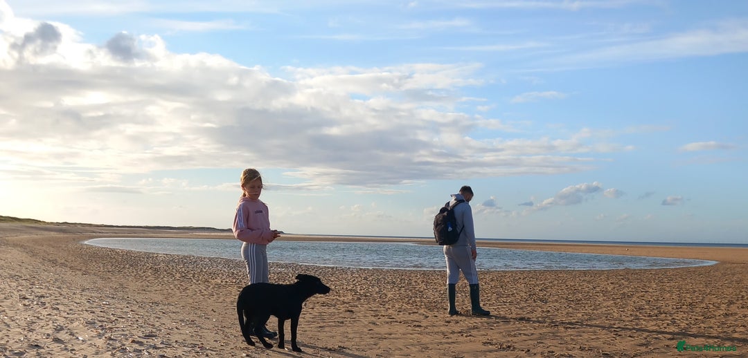 Mixed Breed dogs for sale: Male Labrador x Australian shepherd  - Advert 3