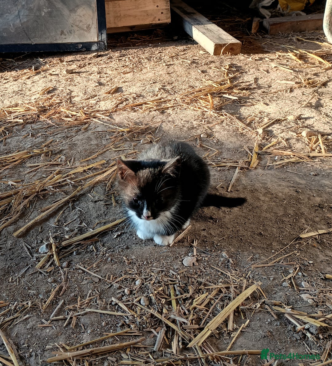 Mixed Breed cats for sale: Kittens for sale - Advert 7