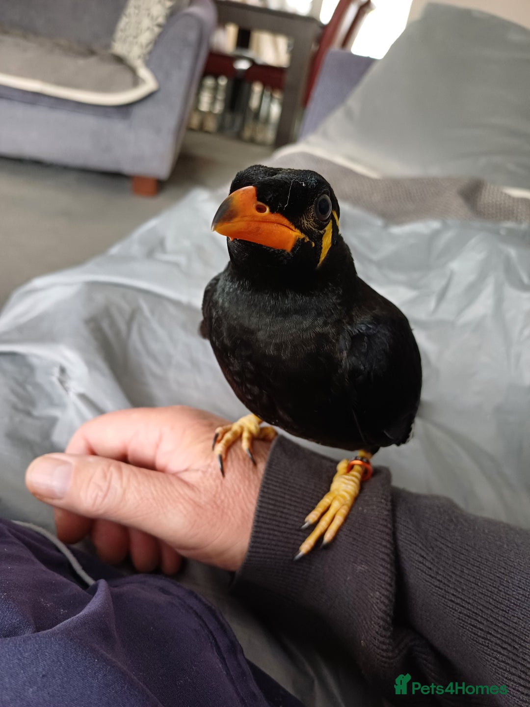 Softbills birds for sale: Hill mynah  - Image 1