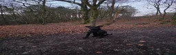 Mixed Breed dogs for sale: Nala - looking for a loving home  - Advert 2