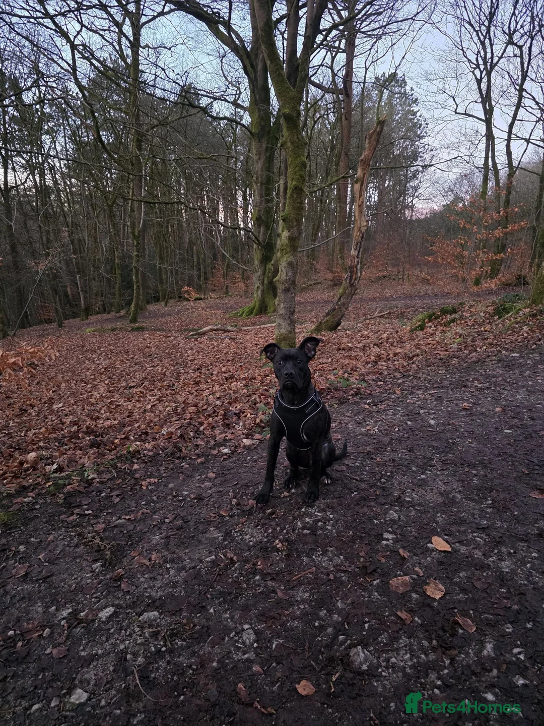 Mixed Breed dogs for sale: Nala - looking for a loving home  - Advert 2