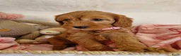 Cavapoo dogs for sale: 💖BEAUTIFUL LICENSED-BRED CAVAPOOS💖 - Advert 10