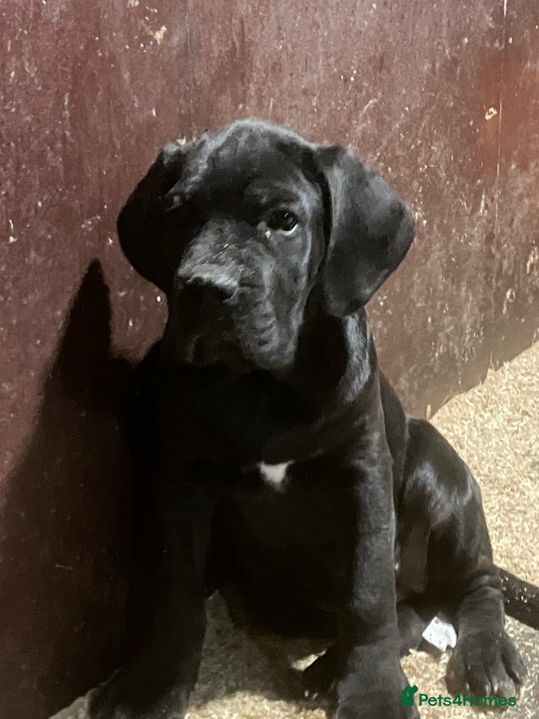 Cane Corso dogs for sale: All are now sold  - Advert 9