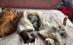 Border Collie dogs for stud: TRI BLUE MERLE BORDER COLLIE PROVEN STUD  - Image 4