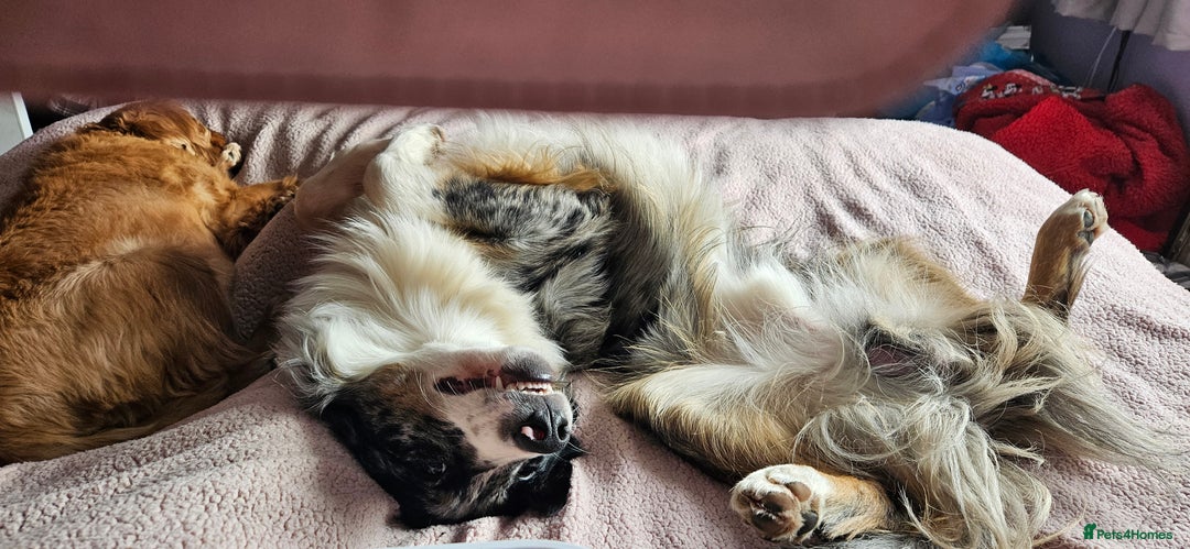 Border Collie dogs for stud: TRI BLUE MERLE BORDER COLLIE PROVEN STUD  - Image 4