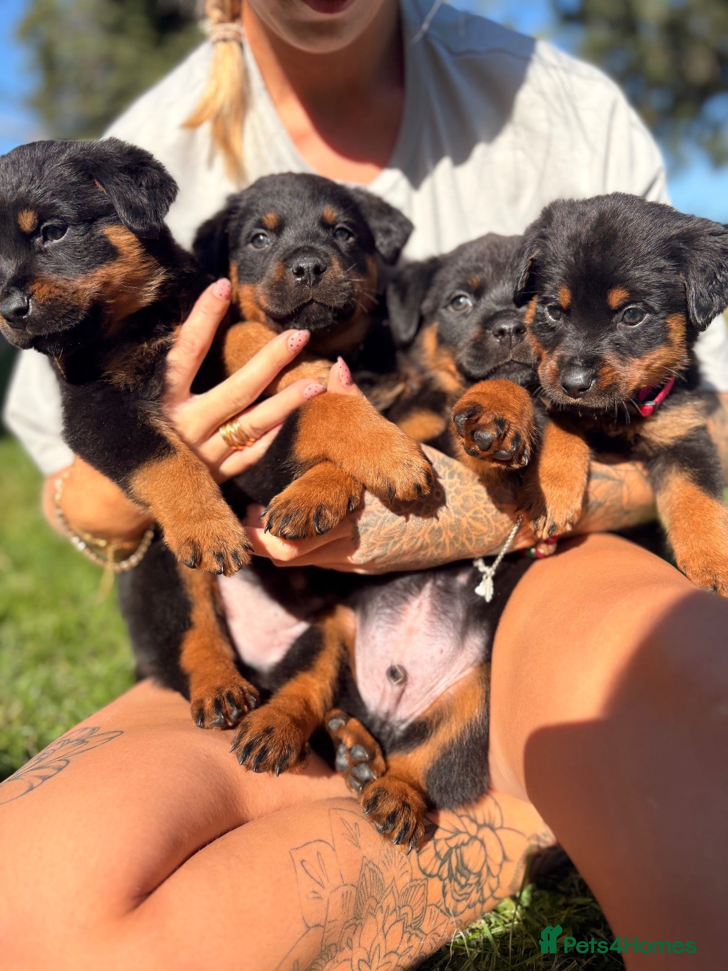 Rottweiler dogs LAST PUP  - Advert 14