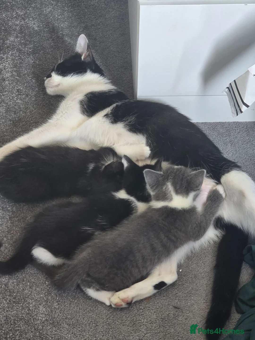 Mixed Breed cats for sale: 5 star homes wanted before I become crazy cat lady - Advert 3