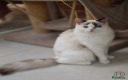 Ragdoll cats for sale: Rare colour GCCF kittens from Champion lines - Image 10