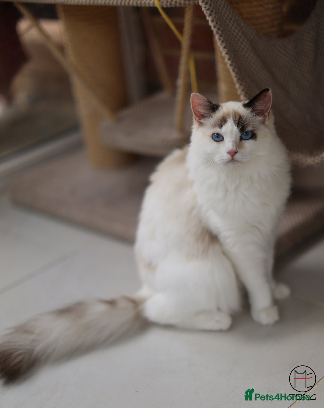 Ragdoll cats for sale: Rare colour GCCF kittens from Champion lines - Image 10