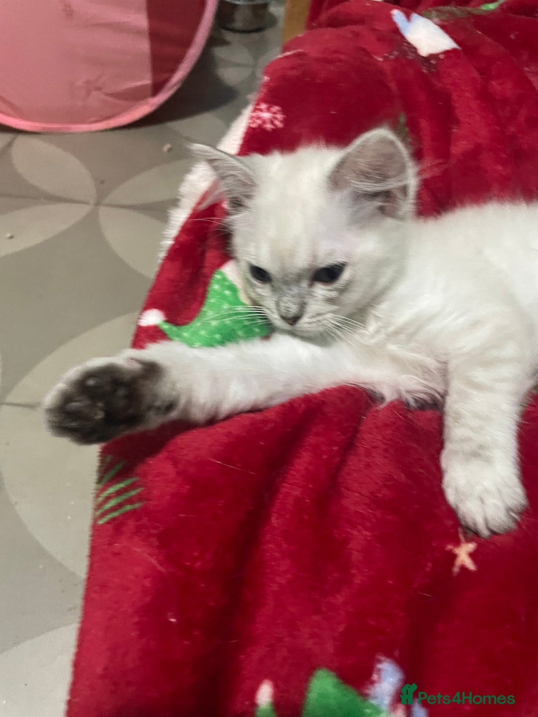 Ragdoll cats for sale: FEMALE RAGDOLL - Advert 2