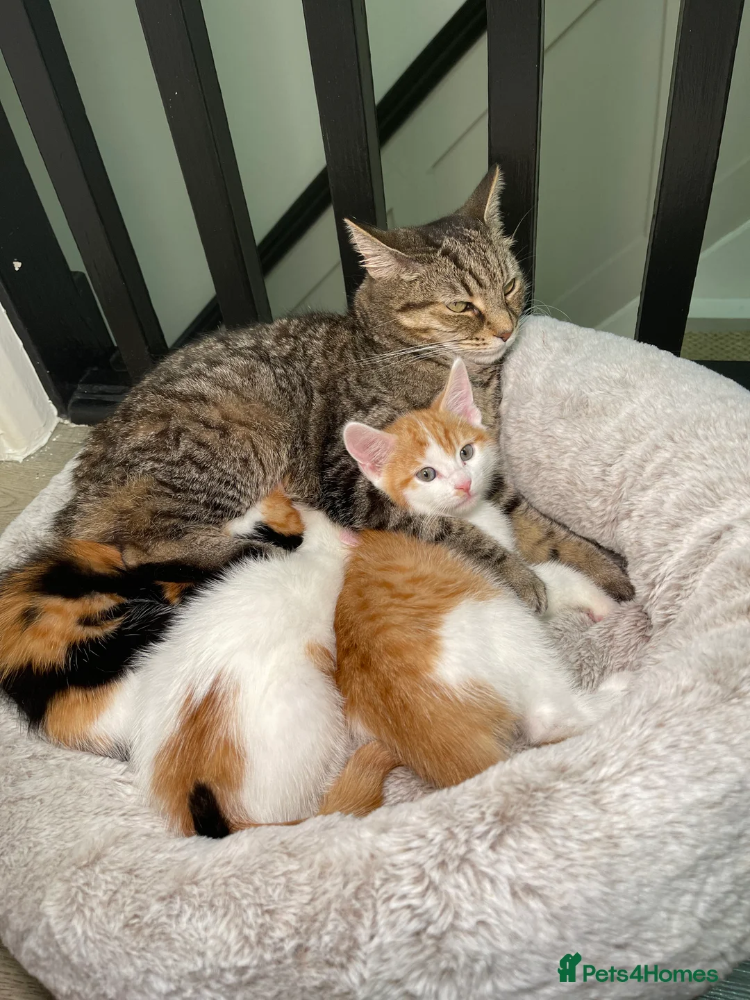 Mixed Breed cats for sale: 4 beautiful kittens 8 weeks old ready to leave in Feltham - Advert 17