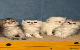 British Longhair cats for sale: British longhair kittens TICA blue golden - Image 4