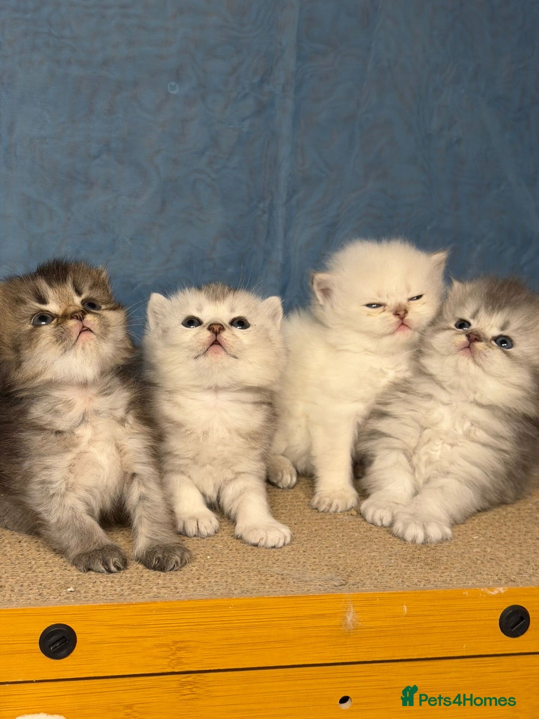 British Longhair cats for sale: British longhair kittens TICA blue golden - Image 4