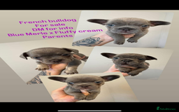 French Bulldog dogs for sale: French Bulldogs merle x fluffy puppies - Image 1