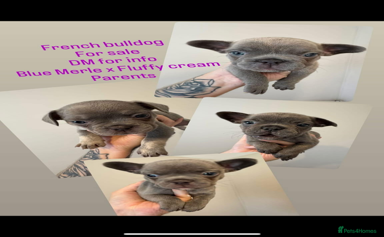 French Bulldog dogs - Advert 4