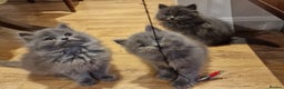 British Longhair cats for sale: Blue & Lilac Gorgeous fluffy BLH male kittens - Advert 17