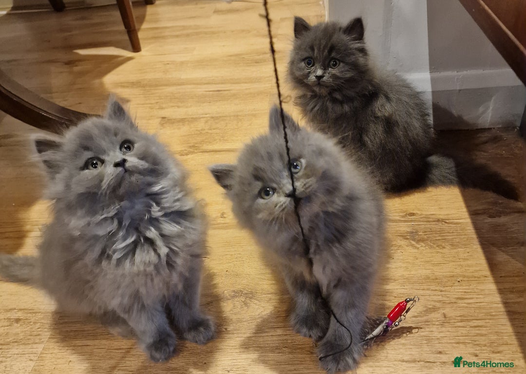 British Longhair cats for sale: Blue & Lilac Gorgeous fluffy BLH male kittens - Advert 17