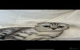 Scottish Fold cats for sale: Scottish Fold Kittens Variety of Colours - Image 7