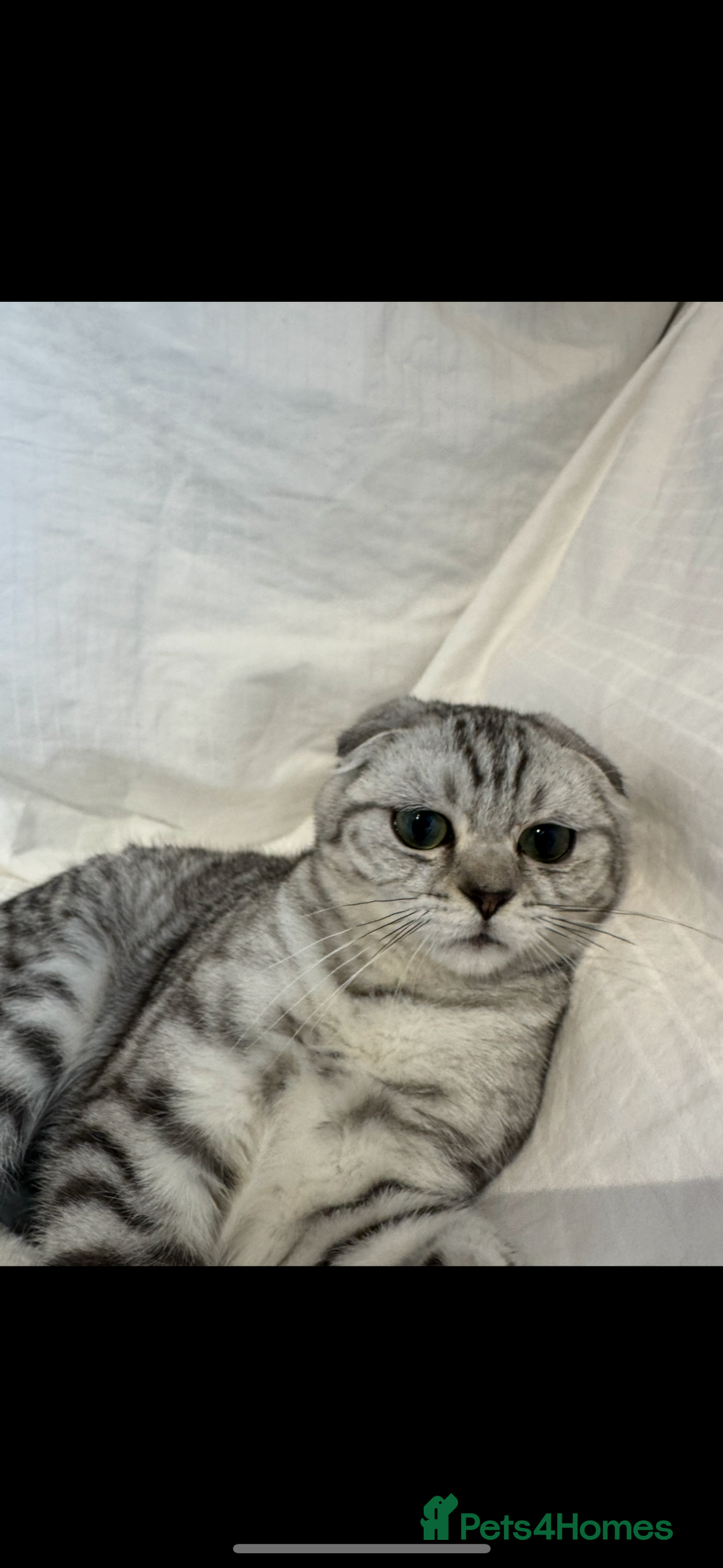 Scottish Fold cats for sale: Scottish Fold Kittens Variety of Colours - Image 7