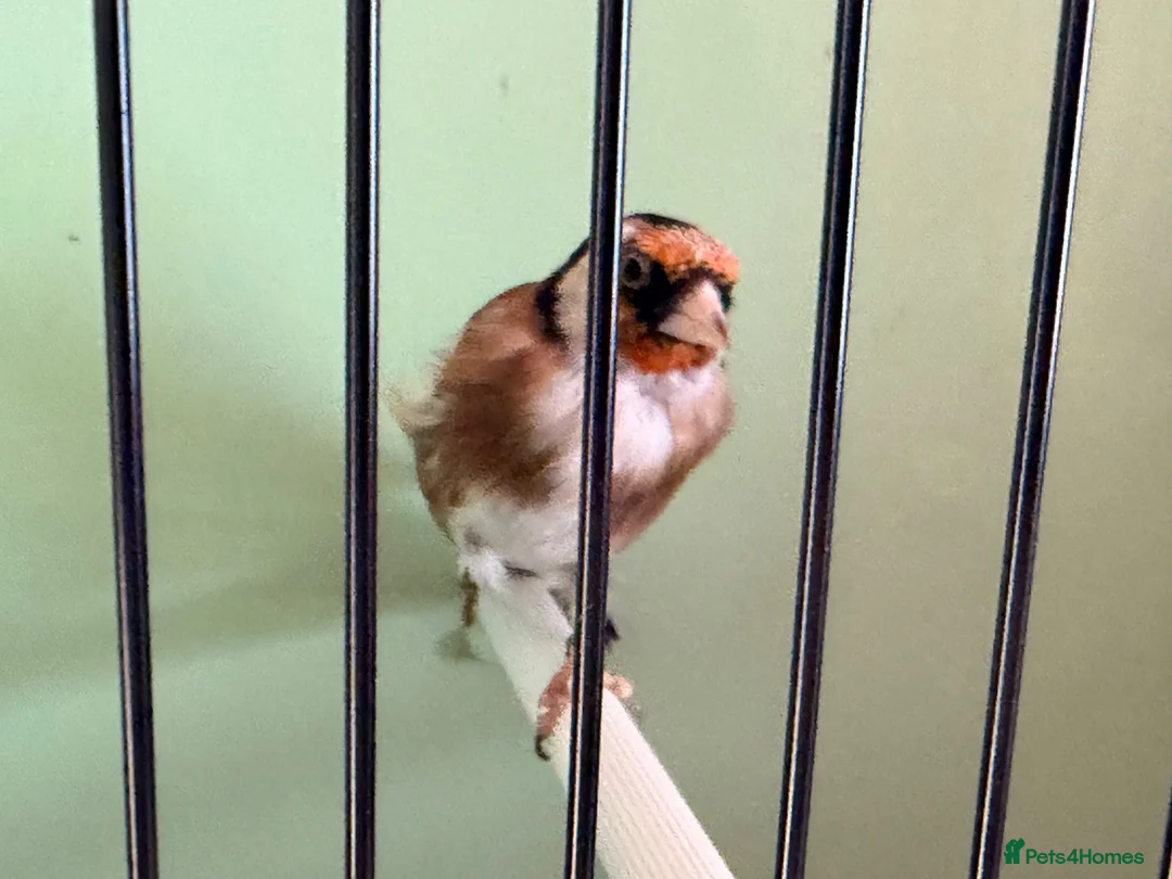 Finches birds for sale: Proven goldfinch pair bbc - Advert 2