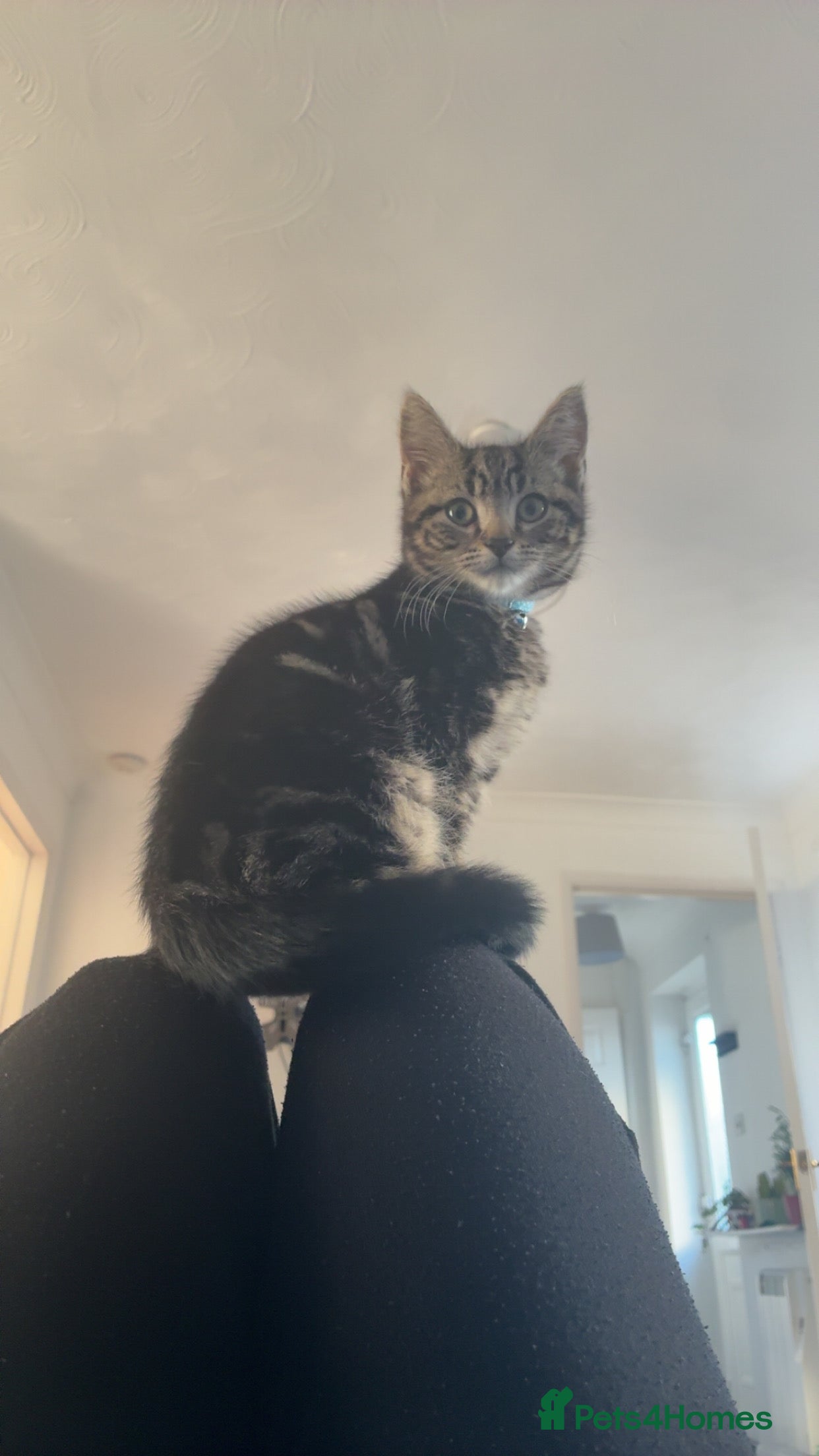 Mixed Breed cats 3 month kitten - Advert 1