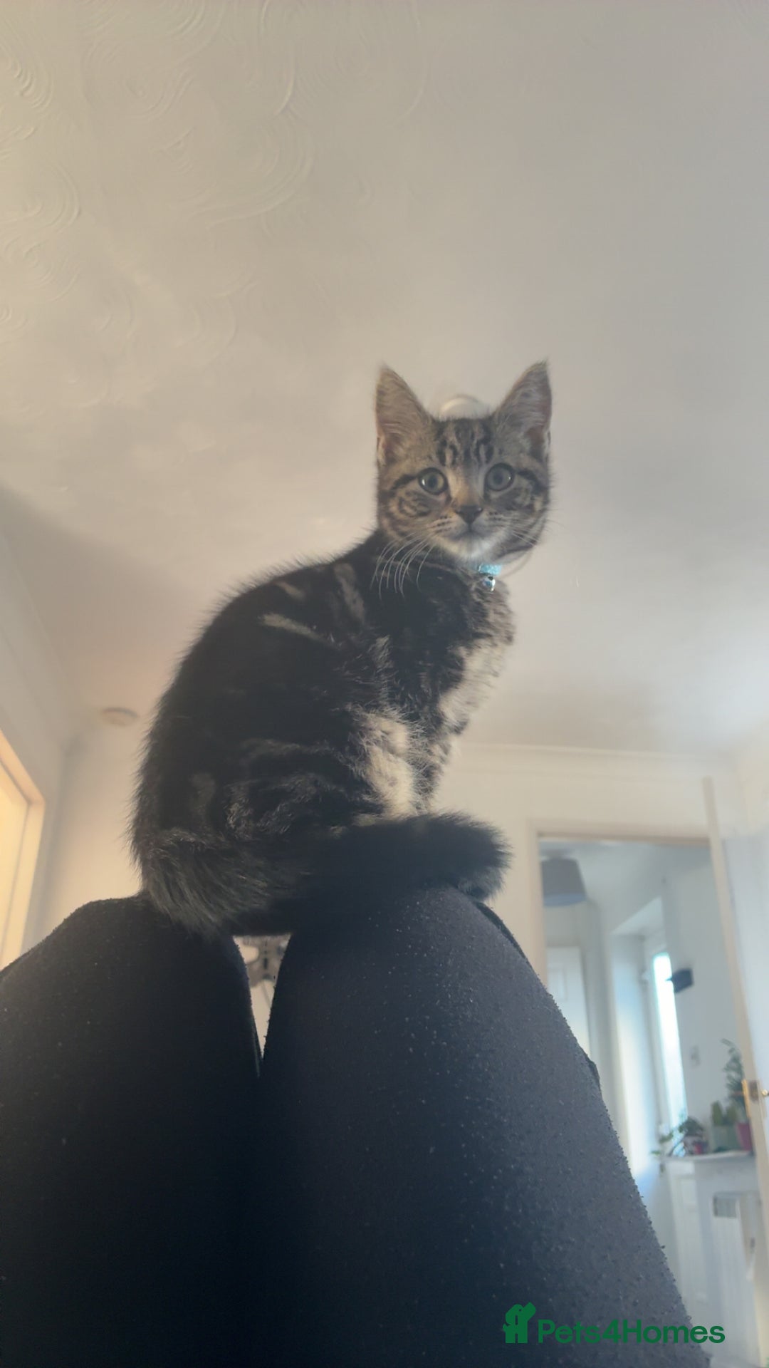 Mixed Breed cats for sale: 3 month kitten - Advert 1