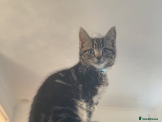 Mixed Breed cats 3 month kitten - Advert 1