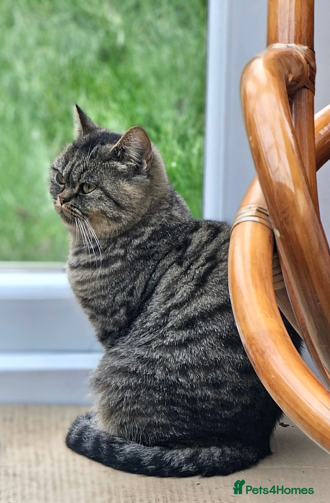 British Shorthair cats for sale: Beautiful Pure British Shorthair Golden Tabby Cat - Advert 4