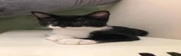 Domestic Shorthair cats for sale: Adorable Tuxedo domestic shorthairs - Advert 4